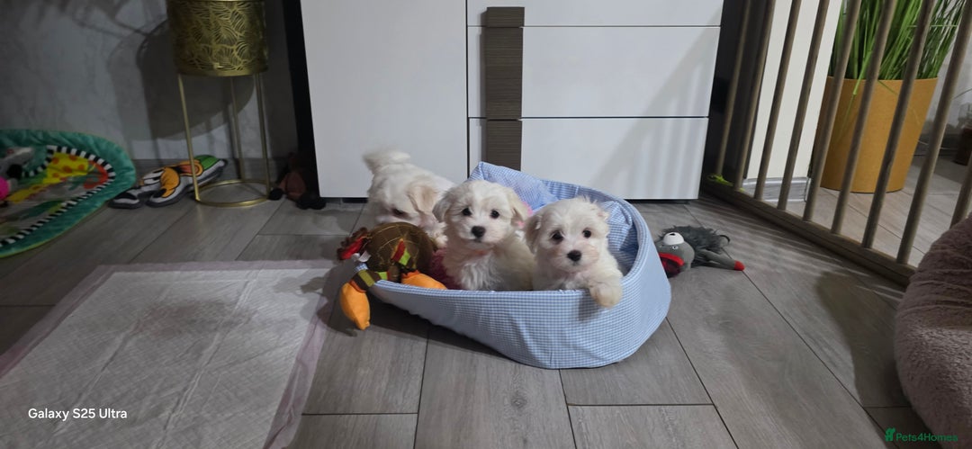 Maltese dogs for sale: Lovely Maltese Puppies - Image 22