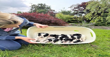 Border Collie dogs in Carmarthen - Advert 1