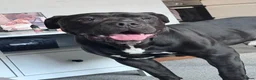 Mixed Breed dogs for sale: Kilo  - Advert 3