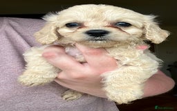 Mixed Breed dogs for sale: Last 2 puppies!  🩷 Maltipoo x Cockapoo puppies - Image 18