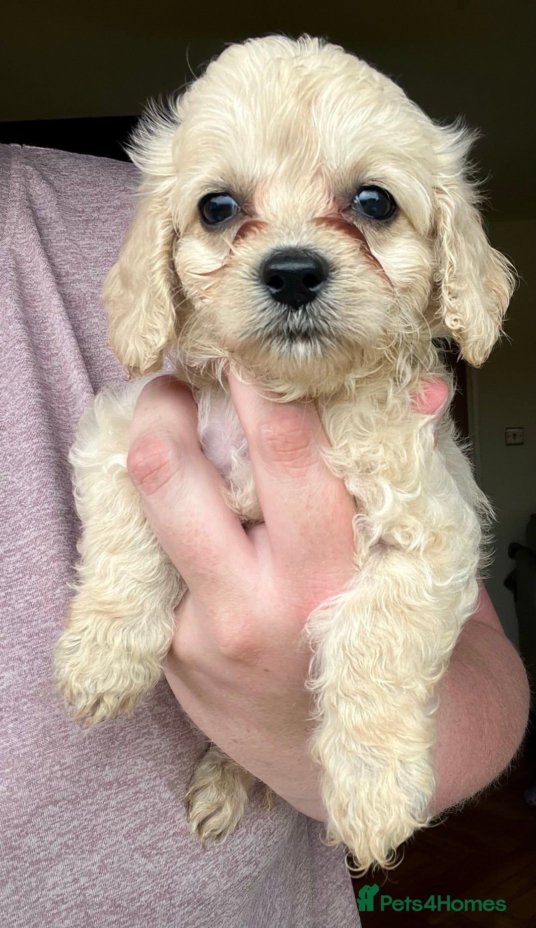 Mixed Breed dogs for sale: Last 2 puppies!  🩷 Maltipoo x Cockapoo puppies - Image 18