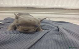 French Bulldog dogs for sale: French BullDog - Image 7