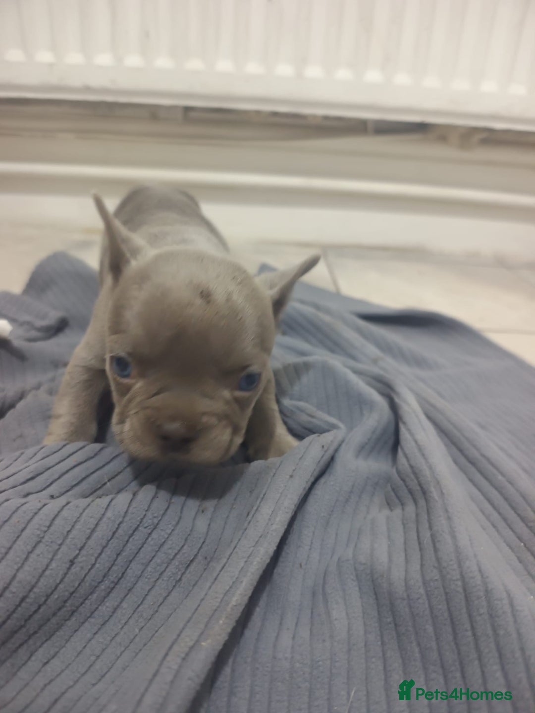 French Bulldog dogs for sale: French BullDog - Image 7