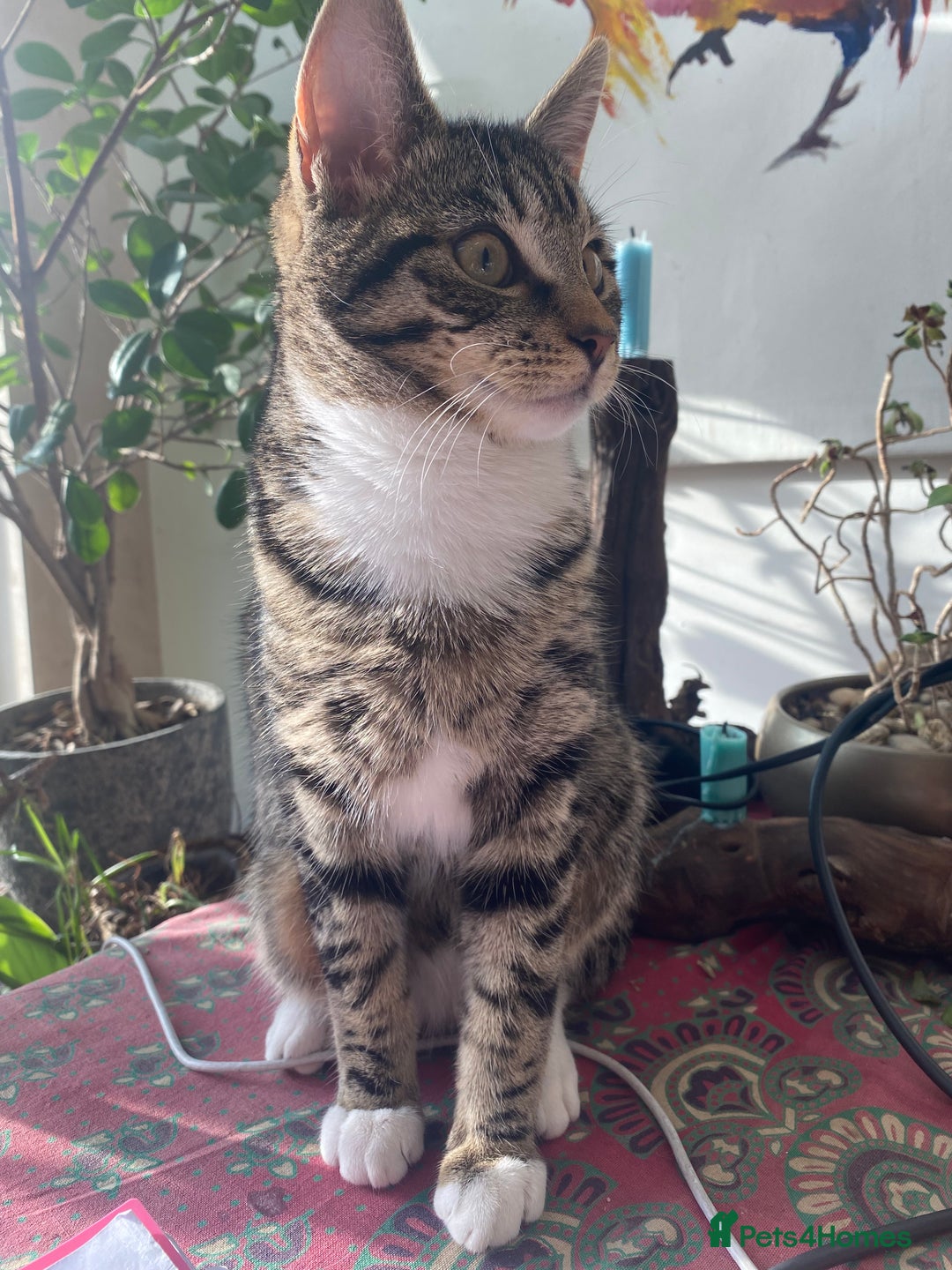 Mixed Breed cats for sale: Four beautiful little kittens - Image 15