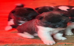 Akita dogs for sale: Beautiful KC Registered American Akita Puppies - Image 5