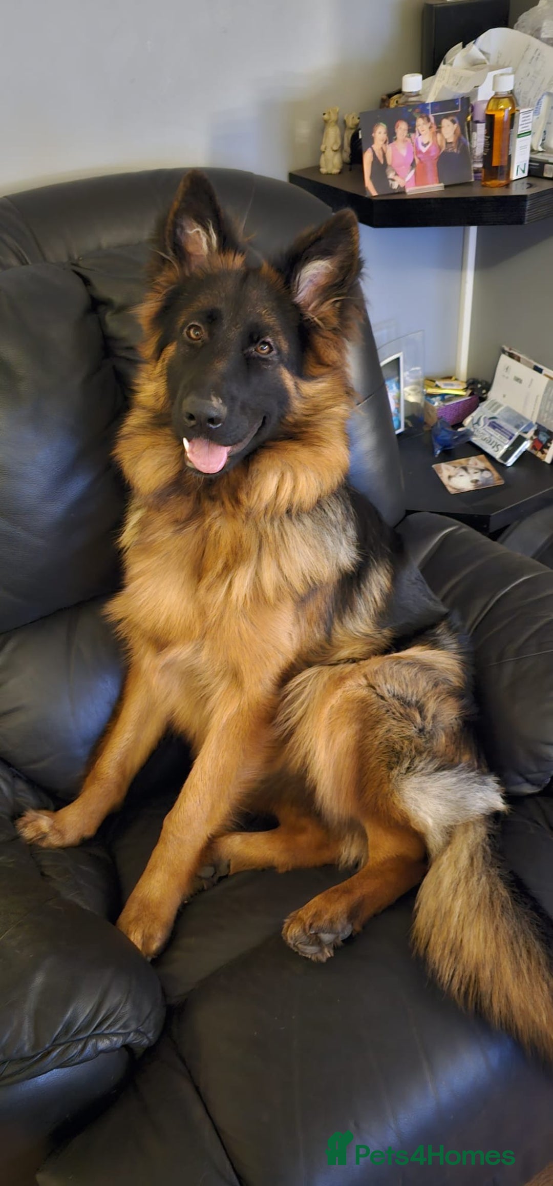 German Shepherd dogs for sale: KC registered long haired German Shepherd puppies - Advert 11