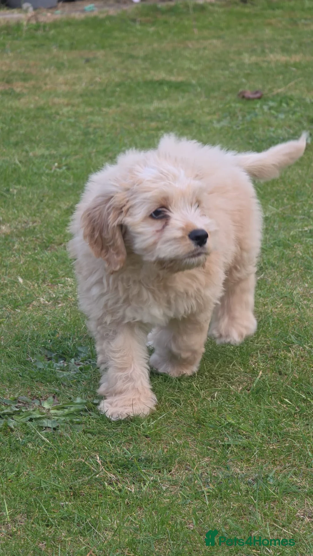 Cockapoo dogs for sale: Male cockerpoo in Doncaster - Advert 2