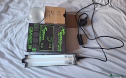 Gecko reptiles for sale: Crested Gecko  - Advert 5