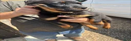 Rottweiler dogs for sale: rottweiller pups - Advert 2