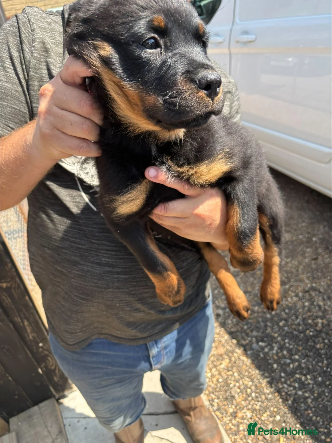 Rottweiler dogs for sale: rottweiller pups - Advert 2