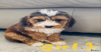 Cockapoo dogs - Advert 9