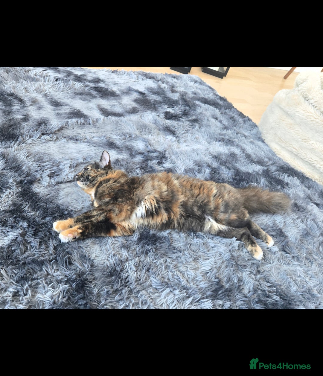 Mixed Breed cats for sale: Beautiful playful and cuddly girl - Advert 3