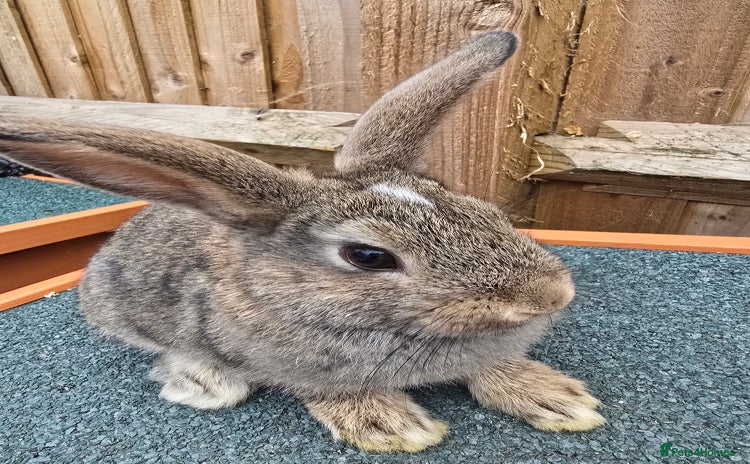 Mini Lion Lop rabbits - Advert 1