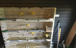 Canaries birds for sale: Canaries - Image 5