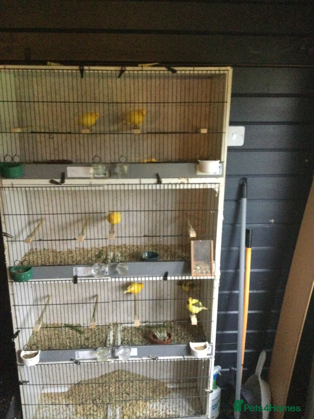 Canaries birds for sale: Canaries - Image 5