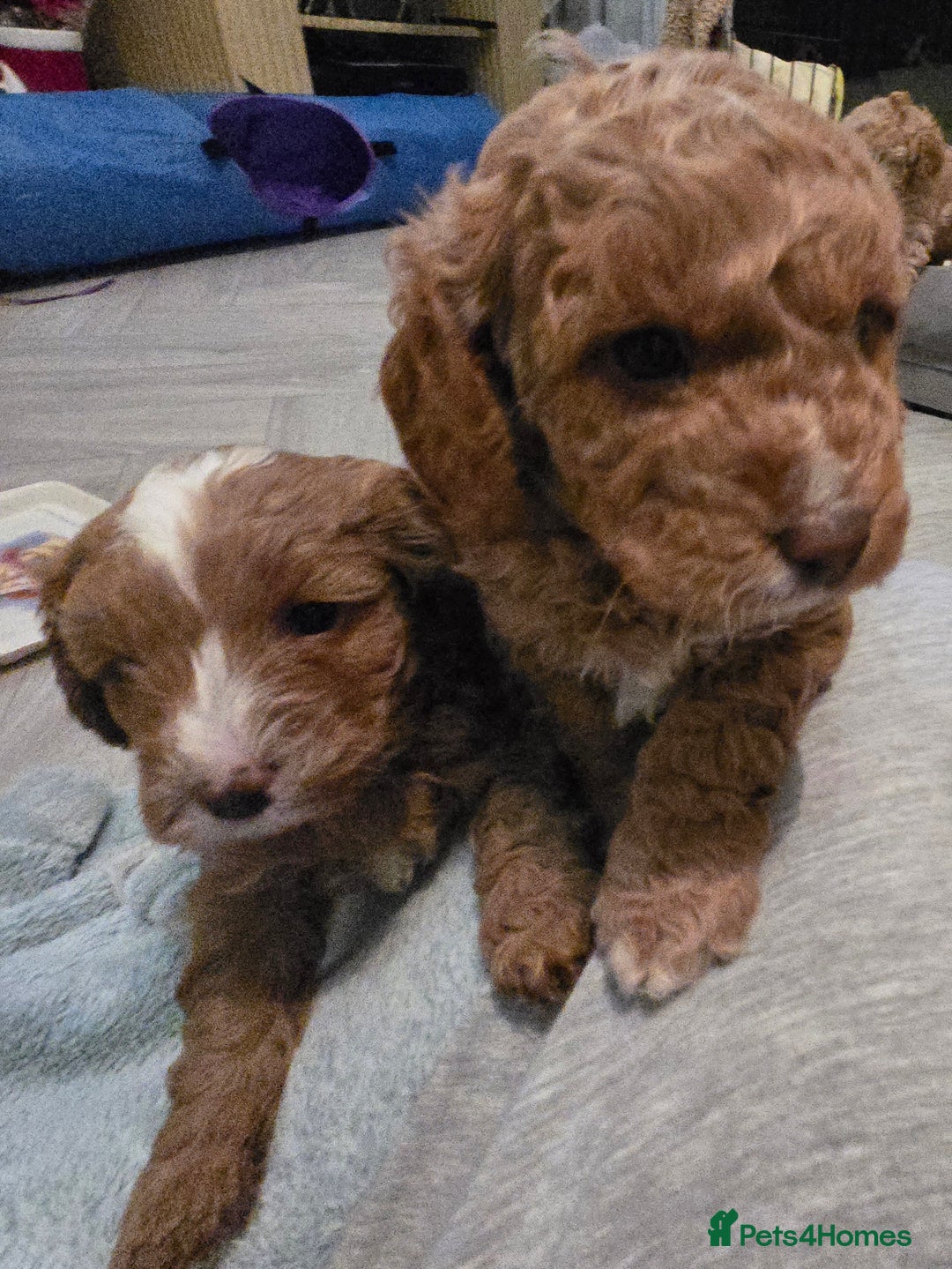 Cavapoo dogs for sale: Teddy bear cavapoo  - Advert 21