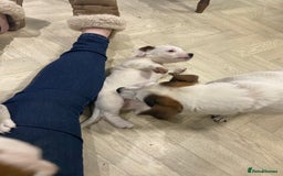 Jack Russell dogs for sale: Two girl puppies available  - Image 23