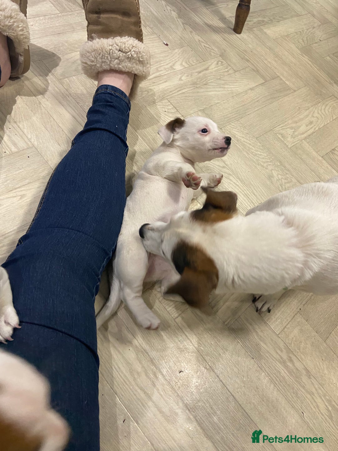 Jack Russell dogs for sale: Two girl puppies available  - Image 23