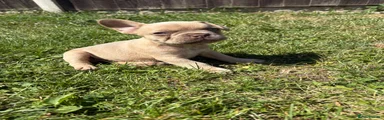 French Bulldog 5