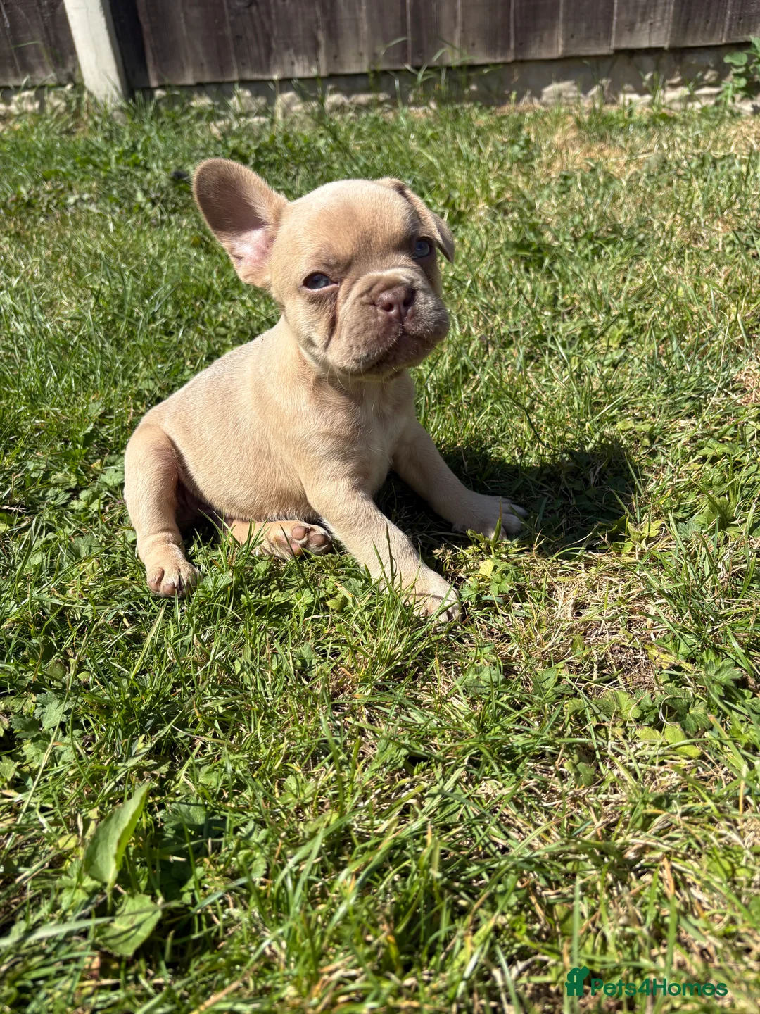 French Bulldog dogs for sale: Kc Health clear Pink Fluffy Producers  - Advert 2
