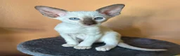 Oriental cats for sale: Stunning GCCF Oriental Caramel Tortie Female - Advert 10
