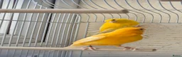 Canaries birds for sale: 2 x canaries male and female (i think) in Camborne - Advert 7