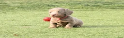 Miniature Dachshund dogs for sale: Beautiful miniature babies  - Advert 26