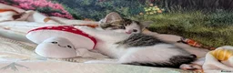 Domestic Shorthair cats for sale: Domestic Shorthair Kittens - Advert 18