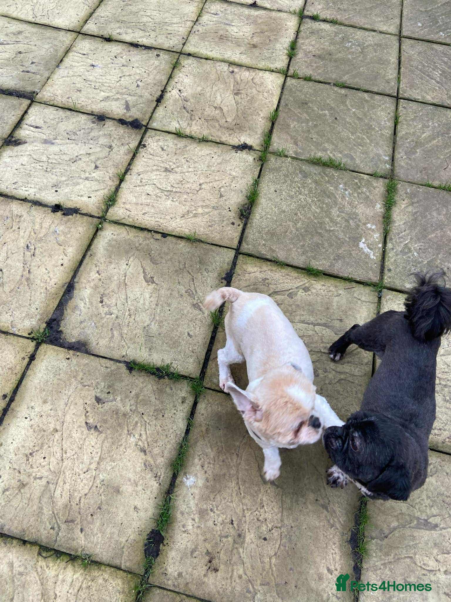 Shih Tzu dogs Loving Home Needed for Our Beloved Bonded Pair ✨ - Advert 15