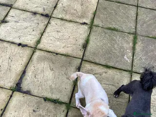 Shih Tzu dogs Loving Home Needed for Our Beloved Bonded Pair ✨ - Advert 20