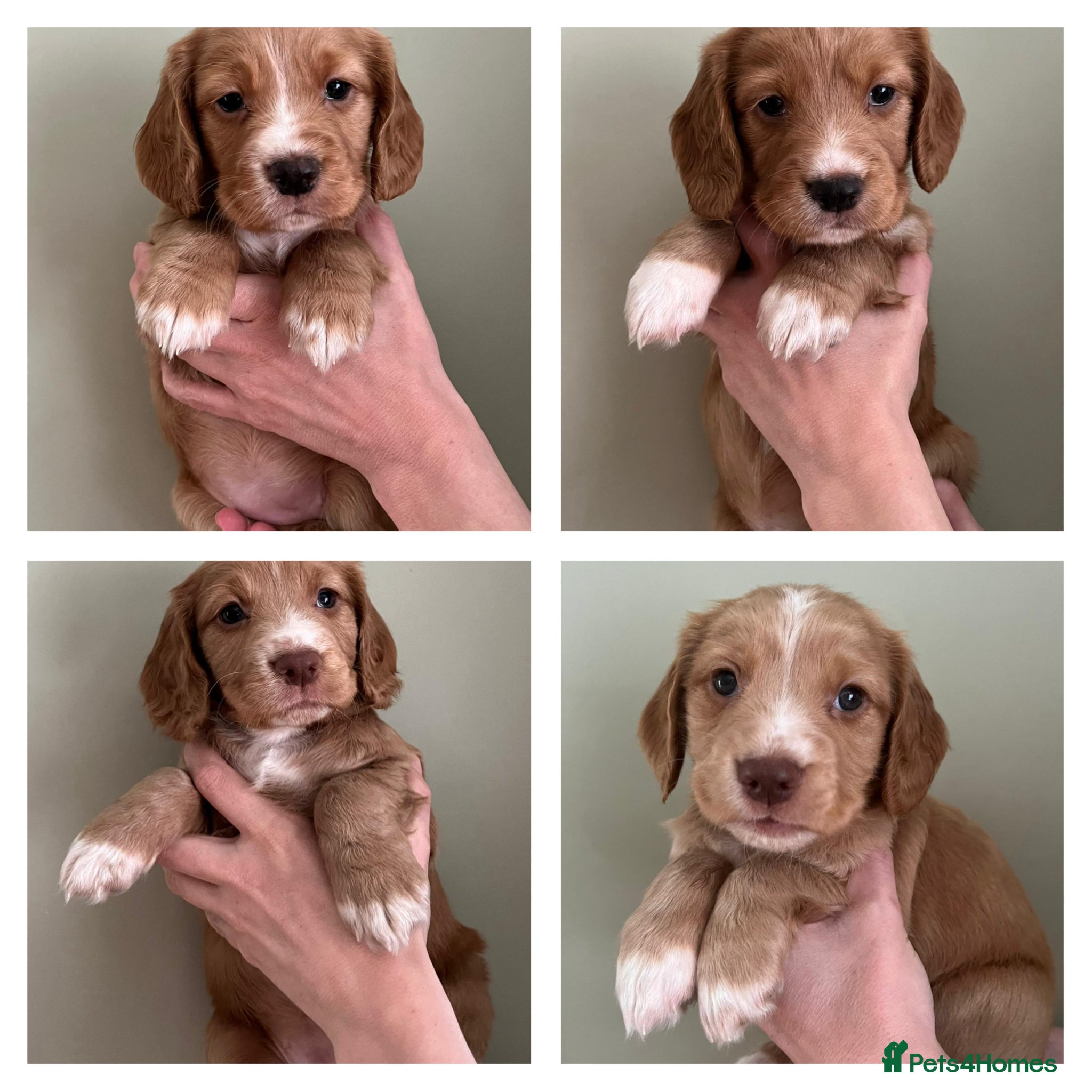 Cocker Spaniel dogs Kennel Club registered working cocker spaniels  - Advert 10