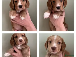 Cocker Spaniel dogs Kennel Club registered working cocker spaniels - Advert 10