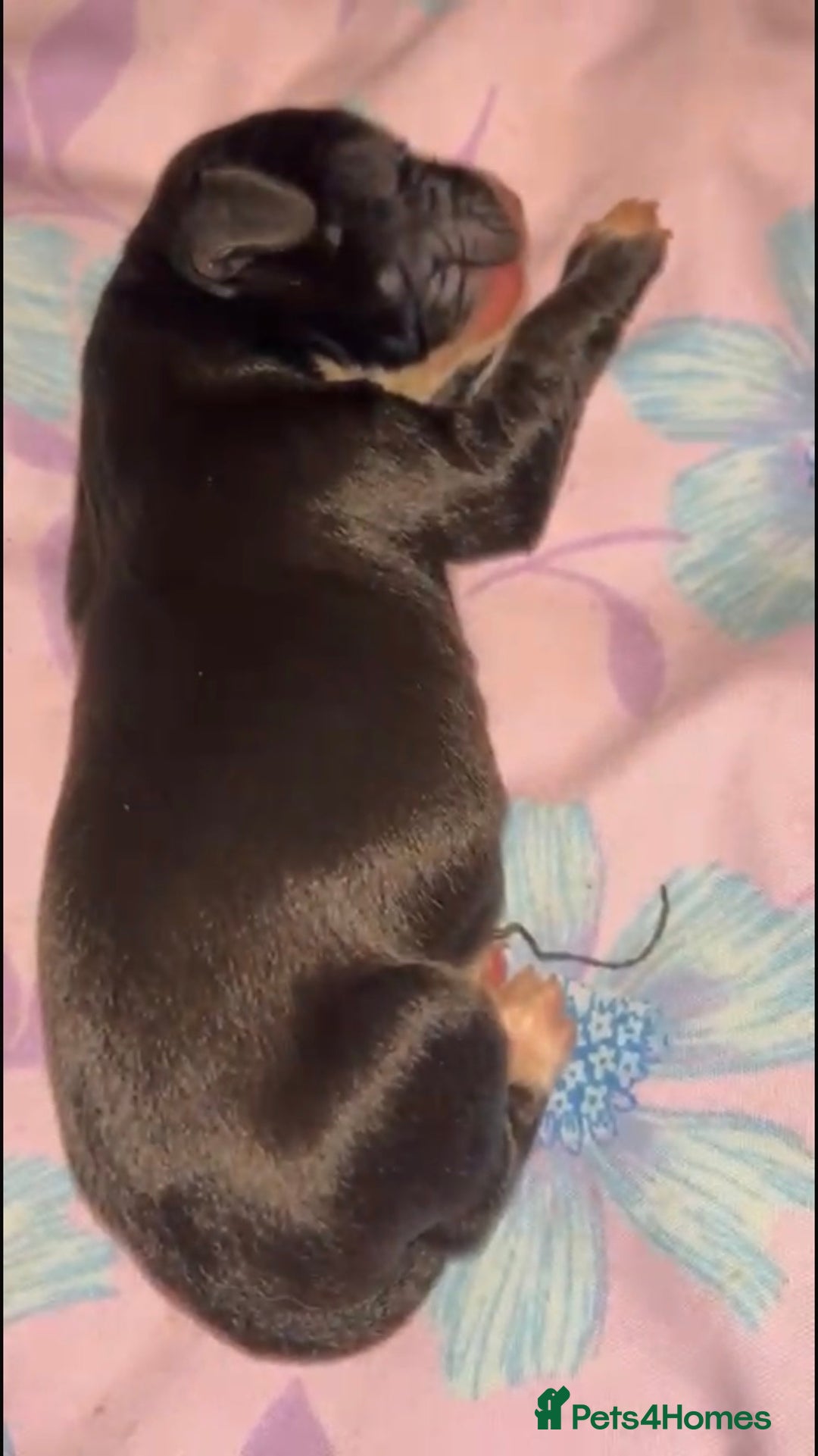 Springador dogs for sale: Springadors from working puppies  - Image 2