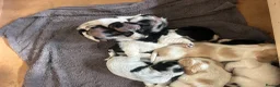 Cocker Spaniel dogs for sale: COCKER SPANIEL PUPPIES  - Advert 4