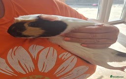 Guinea Pig rodents for sale: 2 sister guinea pigs with hutch  - Image 3