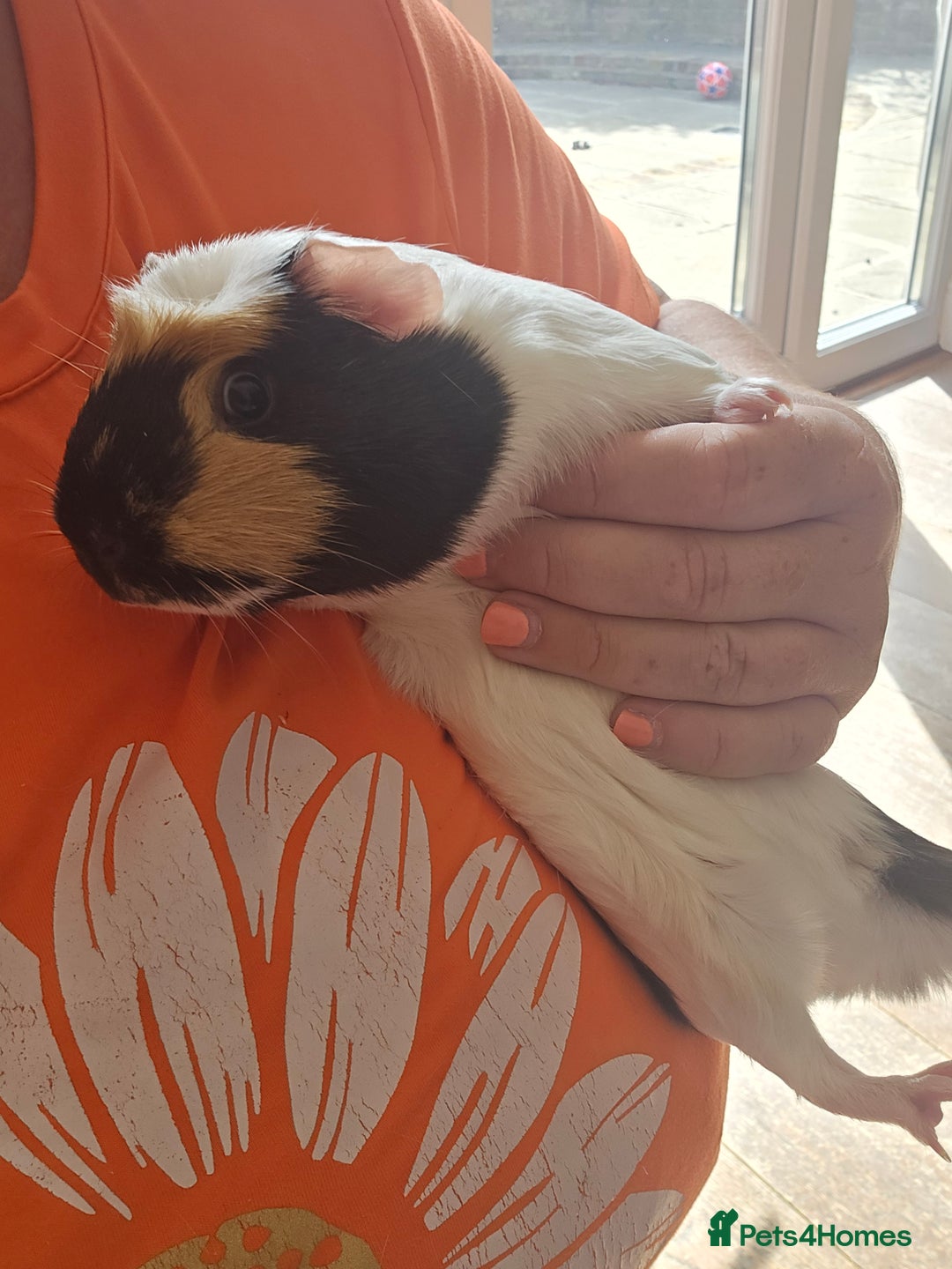 Guinea Pig rodents for sale: 2 sister guinea pigs with hutch  - Image 3