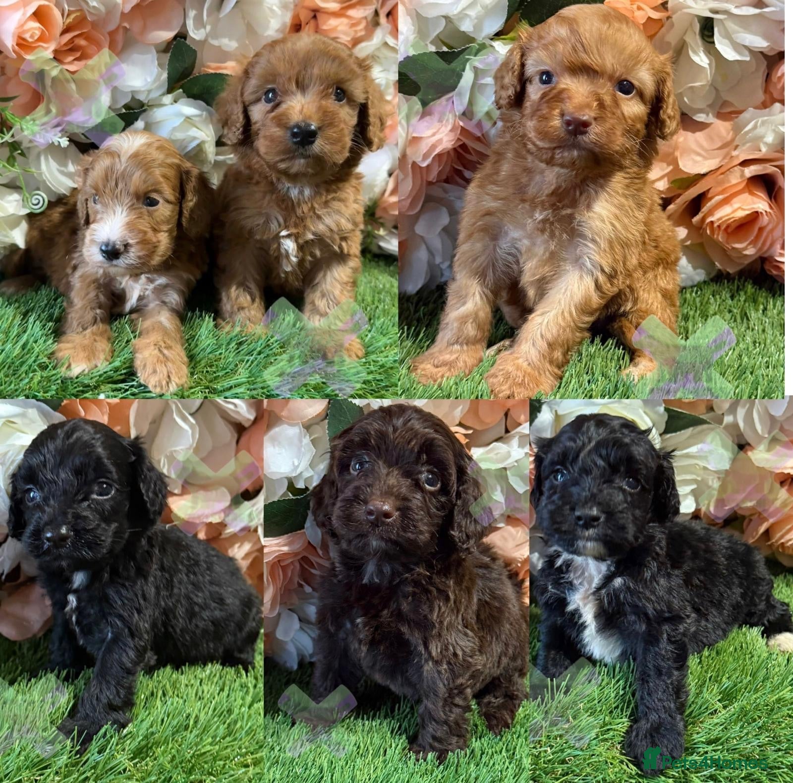 Cockapoo dogs F1 mini Cockapoo’s 30 dna health tested clear  - Advert 1