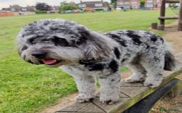 Cavapoo dogs for sale: F2 Cavapoo Gorgeous Babies!  - Image 16