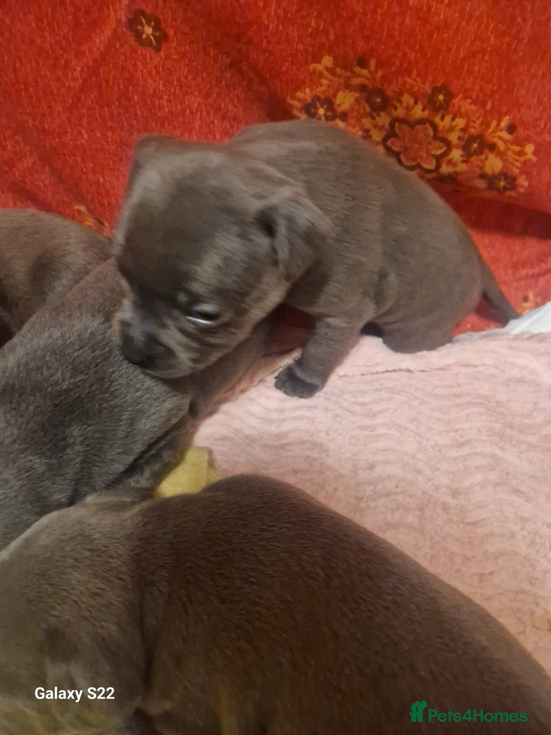 Staffordshire Bull Terrier dogs for sale: PIRO X PHARAON BLUE PUPS - Advert 13