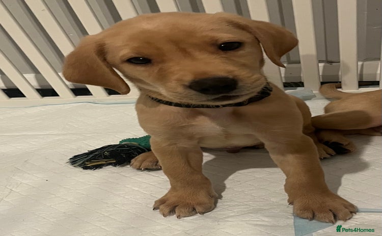 Labrador Retriever dogs - Advert 8