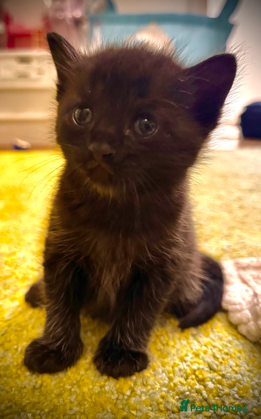 Ragdoll cats for sale: ✨ Exquisite Ragdoll-Bengal Baby Kittens ✨ - Advert 15