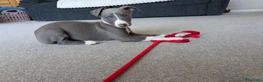 Whippet 4