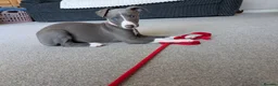 Whippet dogs for sale: Beautiful 12 week old pup seeking forever home - Advert 20