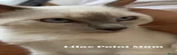 Siamese cats for sale: 1x Beautiful Seal Point Female Siamese Kitten - Advert 9