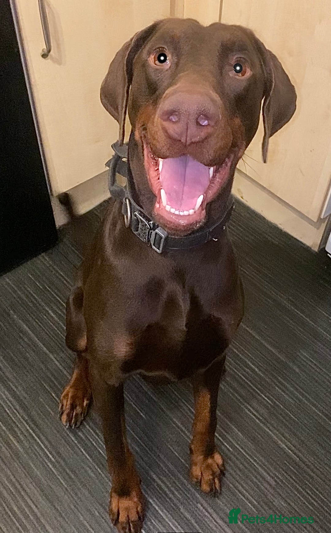 Dobermann dogs for sale: Doberman male  - Advert 4