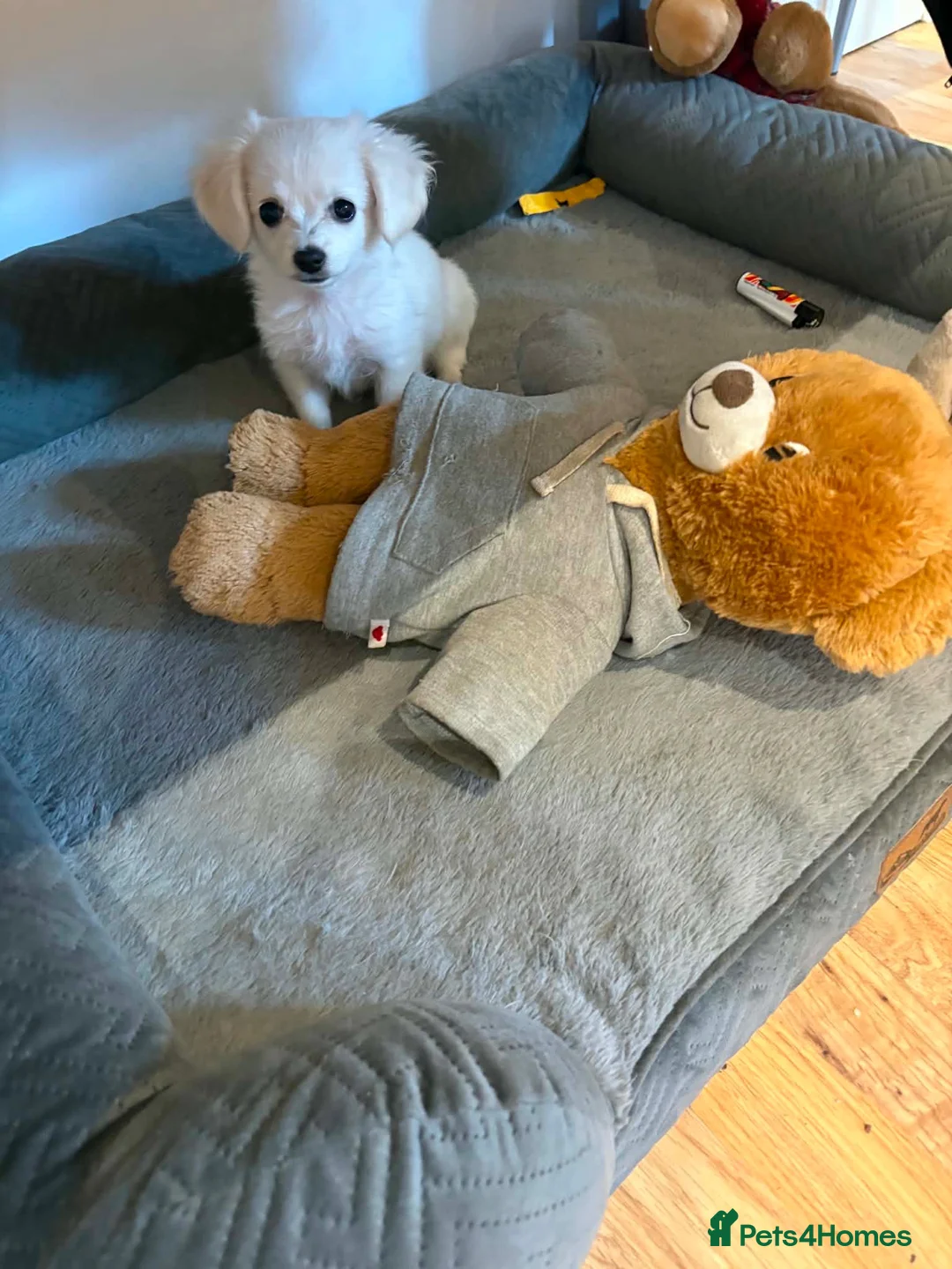 Bichon Frise dogs for sale: Bison Frise  - Advert 5