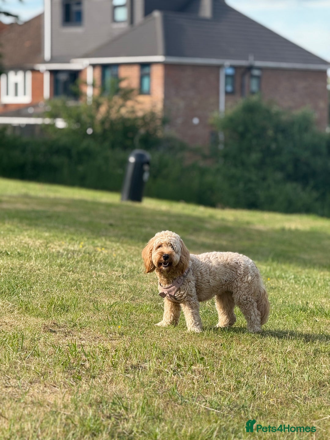 Cockapoo dogs for sale: Adorable 1-Year-Old Cockapoo Puppy for Sale - Image 5