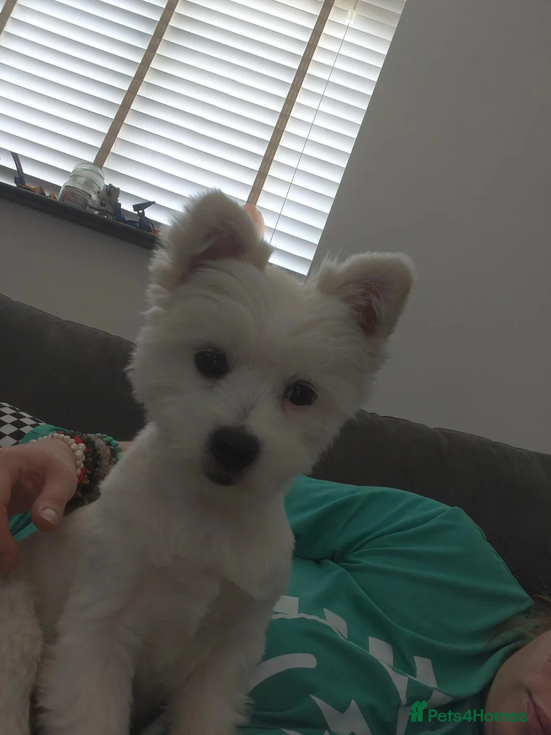 Mixed Breed dogs for sale: Pomeranian cross  - Advert 4