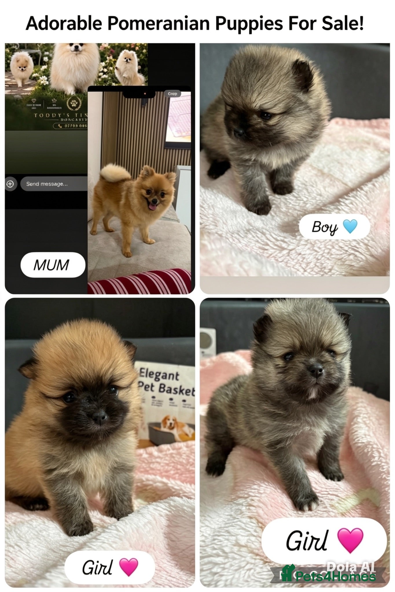 Pomeranian dogs Fluffy teddy bear Pomeranians 🏡❤️ - Advert 1