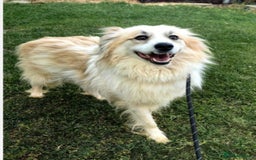 Mixed Breed dogs for adoption: Forever home needed for gorgeous Edmond  - Image 3